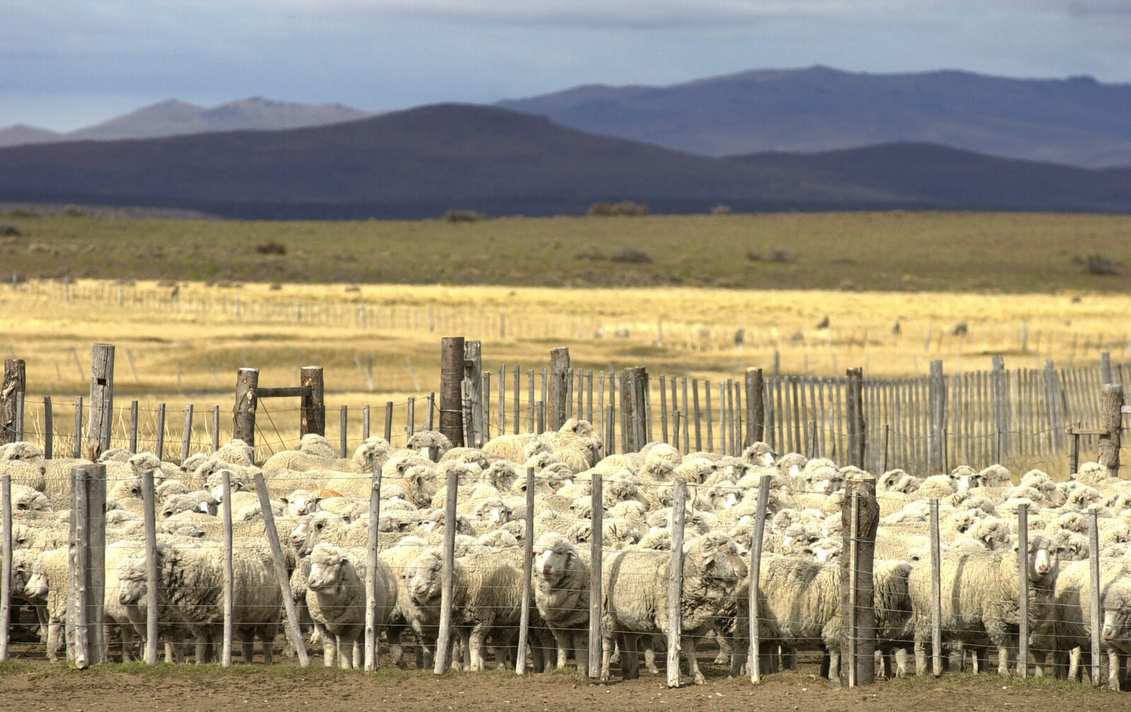 Majada de ovejas merino en un corral de alambre, con el pastizal de la estepa y la cordillera al fondo
