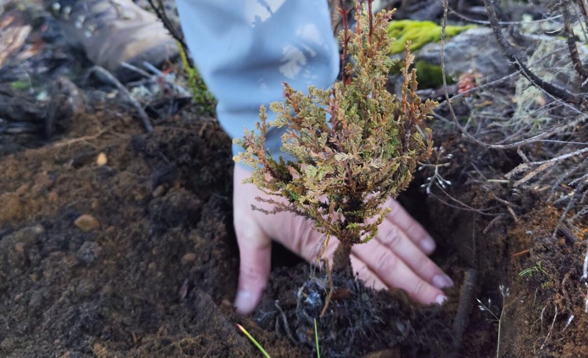 Una mano coloca un plantín de conífera nativa en la tierra removida del suelo del bosque