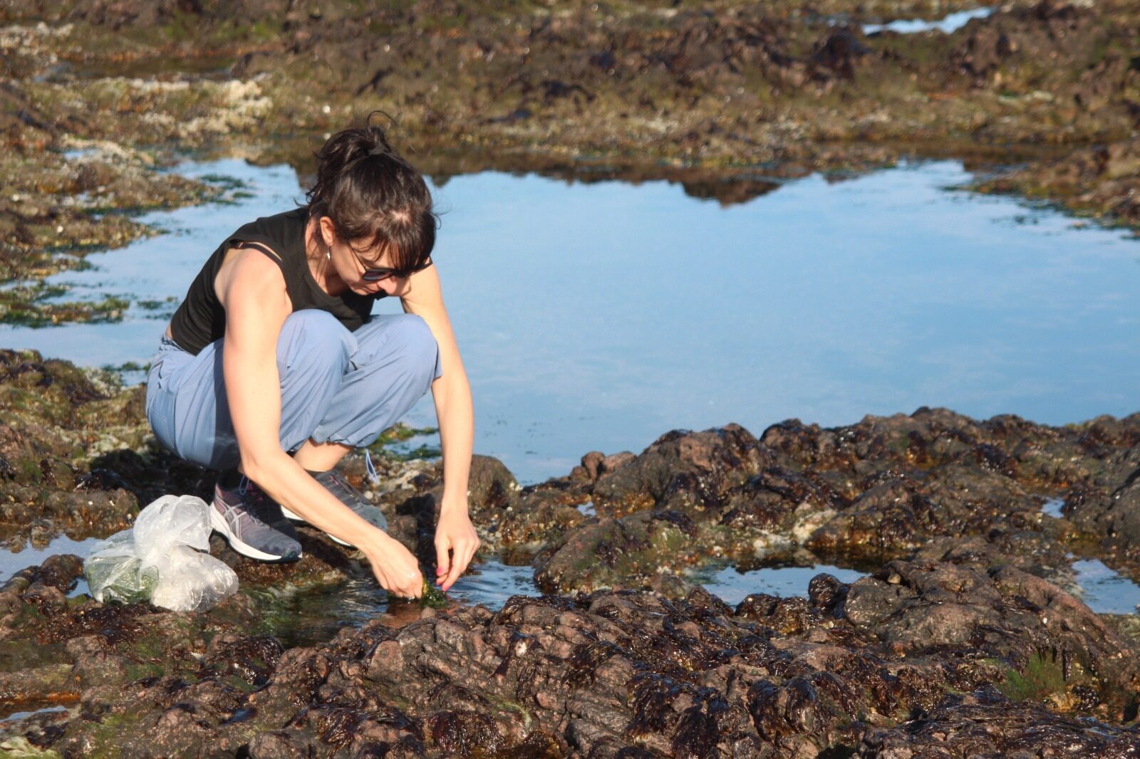 Una investigadora, agachada sobre las rocas de la costa, recolecta algas de un charco de marea